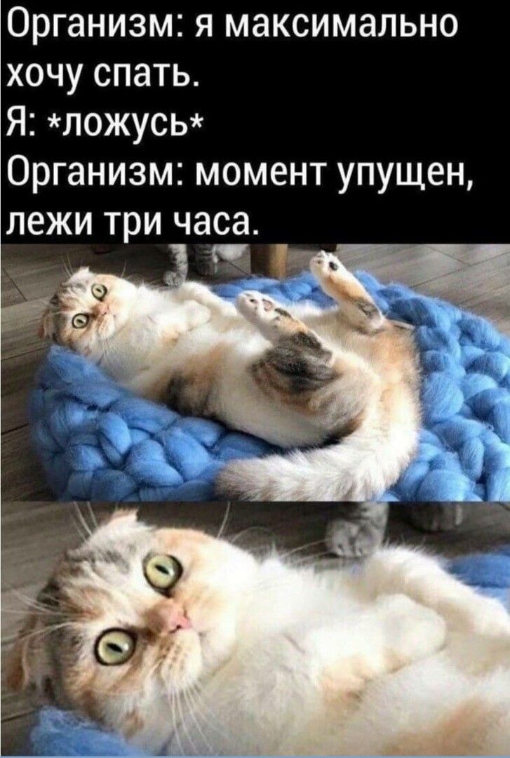 Организм я максимально хочу спать Я ложусь Организм момент упущен