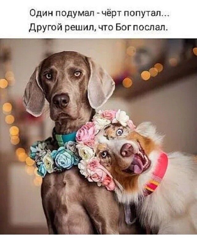 Один подумал чёрт попутал Другой решил что Богпослал