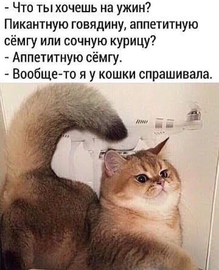 Что ты хочешь на ужин Пикантную говядину аппетитную сёмгу или сочную курицу Аппетитную сёмгу Вообщето я у кошки спрашивала