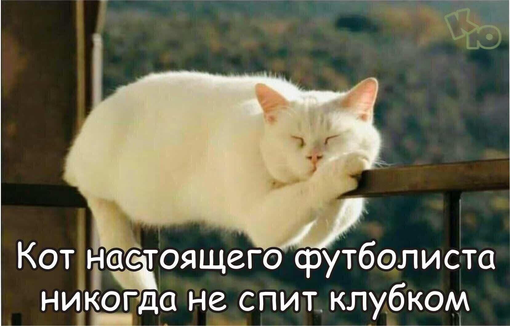 Кот іі тоящего фуТболиста нижог а не спит клубком