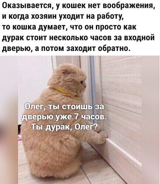 Оказывается у кошек нет воображения и когда хозяин уходит на работу то кошка думает что он просто как дурак стоит несколько часов за входной дверью а потом заходит обратно 1