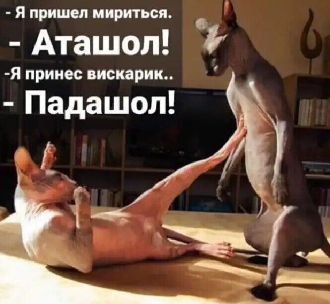 Я пришел мириться Аташол Я принес вискарик Падашол Ні