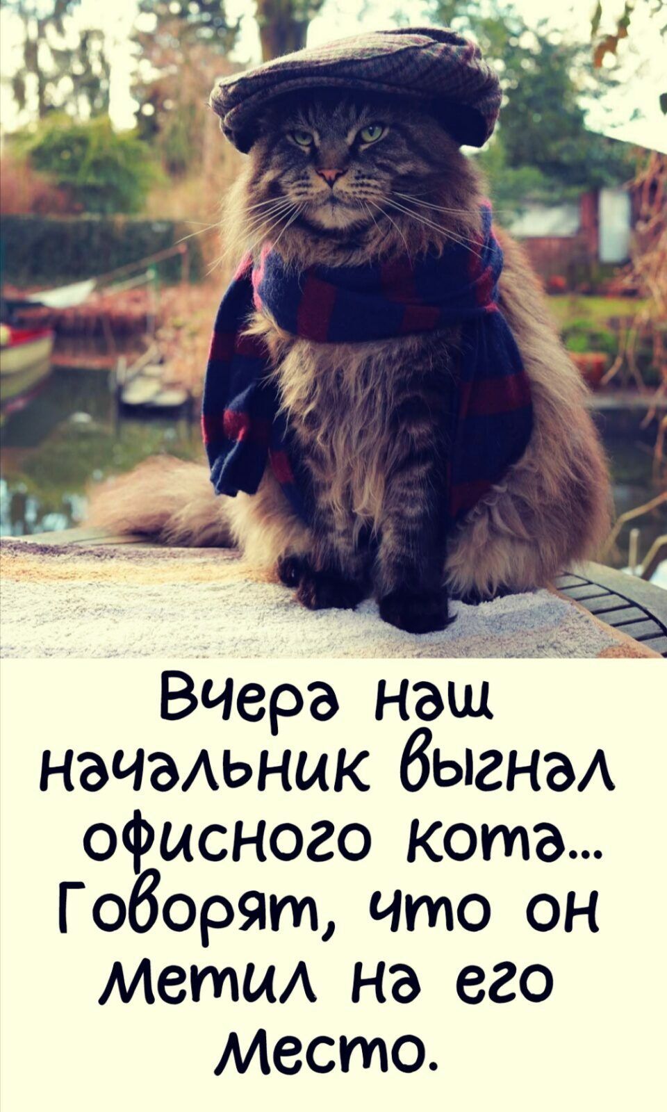 Вчера наш начаьник быгнзА офисного кота Говорят что он Метц на его Место
