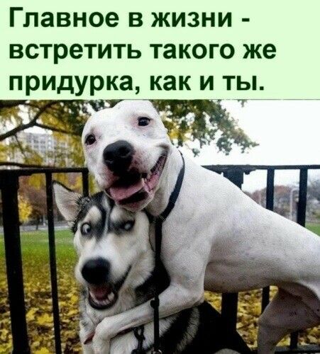 Главное в жизни встретить такого же придурка как и ты