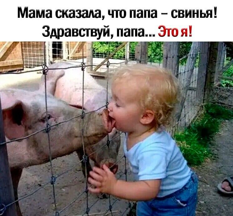 Мама сказала что папа свинья Здравствуй папа Это я