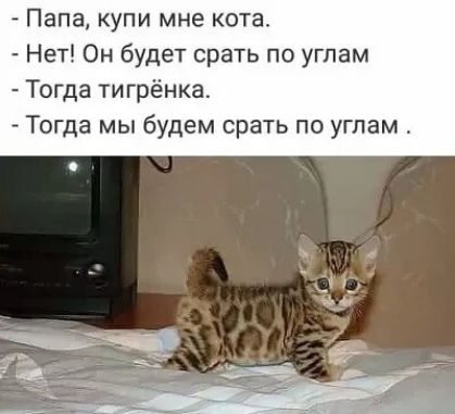 Папа купи мне кота Нет Он будет срать по углам Тогда тигрёнка Тогда мы будем с ть по углам