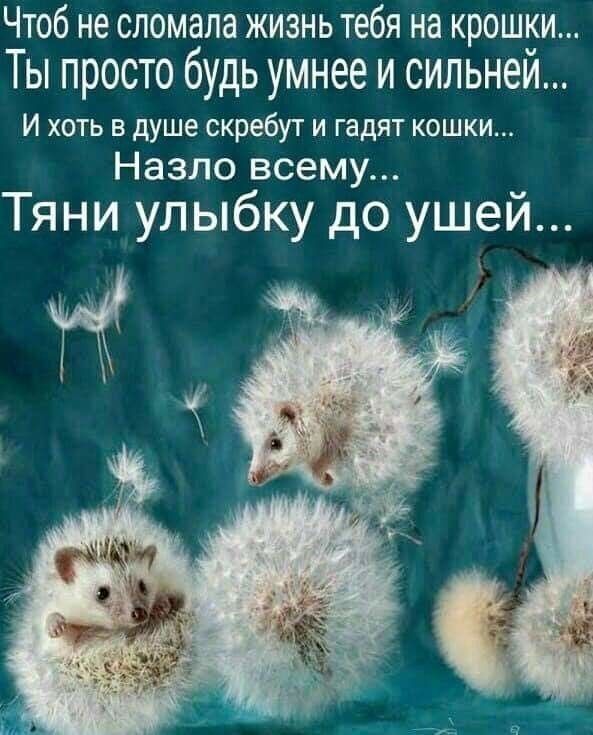 ЧТОб не СЛОМЭЛЗ ЖИЗНЬ тебя на КРОШЁИ Ты просто будь умнее и сильнеи И хоть в душе скребут и гадят кошки Назло всему Тяни улыбку до ушей