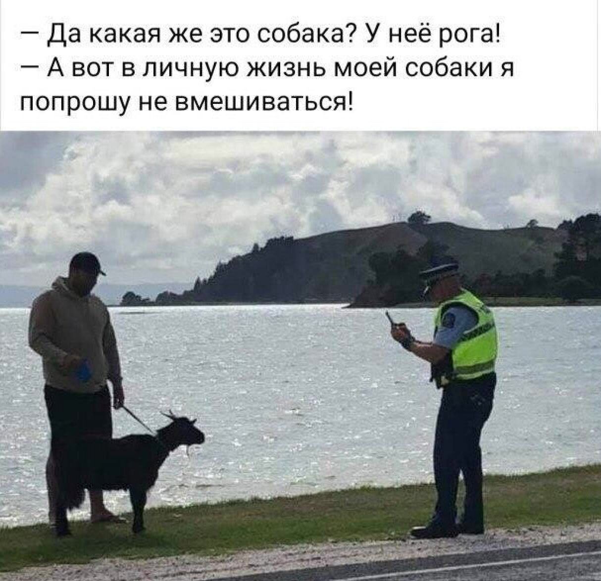 Да какая же это собака У неё рога А вот в личную жизнь моей собаки я попрошу не вмешиваться