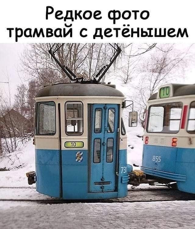 Редкое фото трамвай с детёнышем