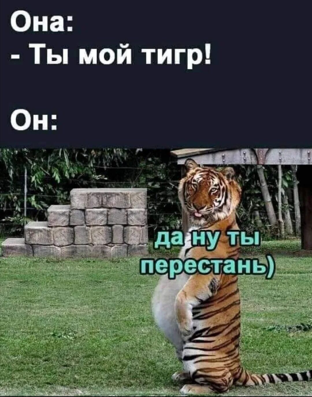 Она Ты мой тигр Он