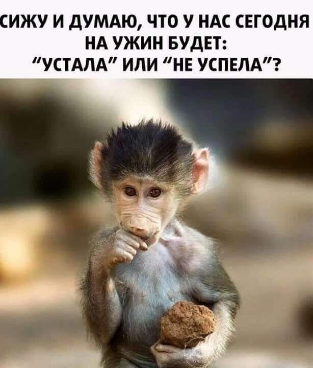 ИЖУ И дУМАЮ ЧТО У НАС СЕГОДНЯ НА УЖИН БУДЕТ УСТАЛА ИЛИ НЕ УСПЕЛА