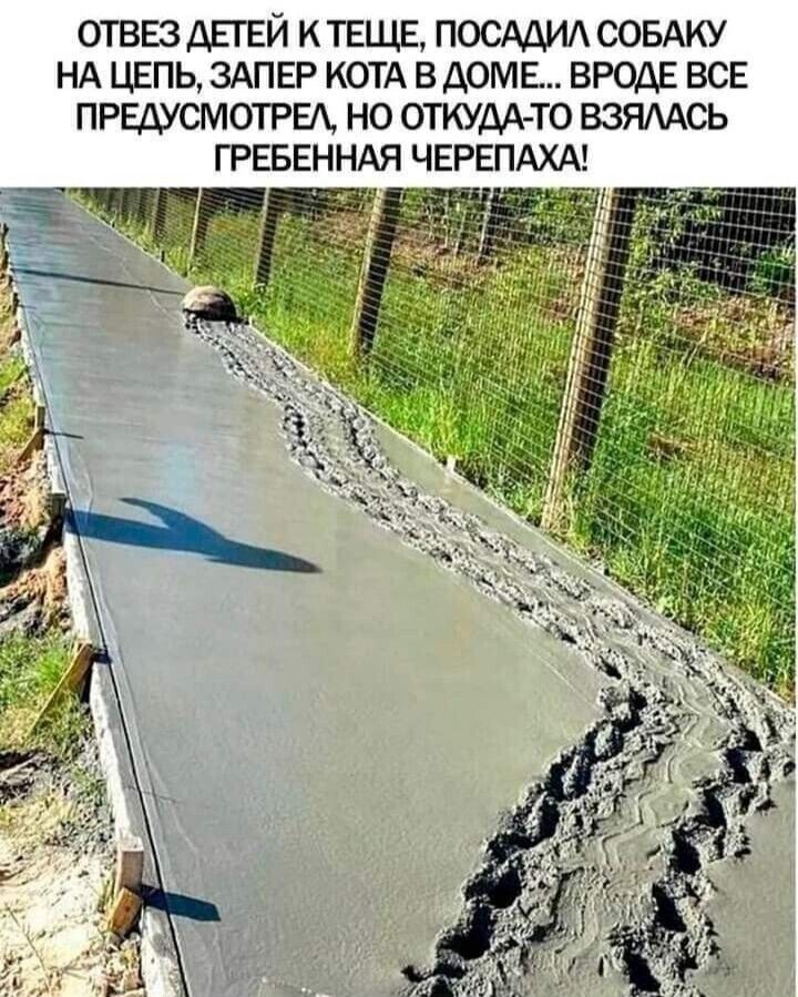 ОТВЕЗ ДЕГ ЕЙ К ТЕЩЕ ПОСАДИА СОБАКУ НА ЦЕПЬ ЗАПЕР КОТА В ДОМЕ ВРОДЕ ВСЕ ПРЕДУСМОТРЕА НО ОТКУДА ТО ВЗЯААСЬ ГРЕБЕННАЯ ЧЕРЕПАХА _