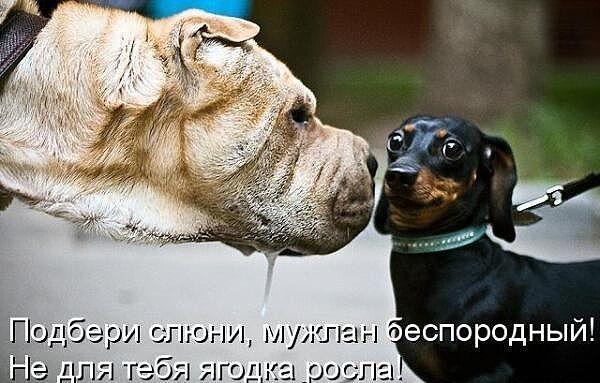 Подееруетенииуиаетоеспородный! 7 ге2б7 71го.