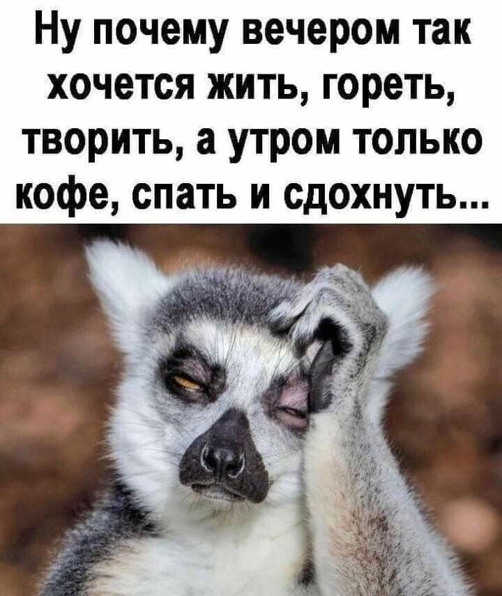 Ну почему вечером так хочется жить гореть творить а утром только кофе спать и сдохнуть