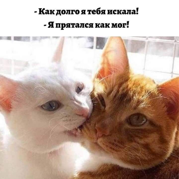 Как долго я тебя искала Я прятался как мог 4