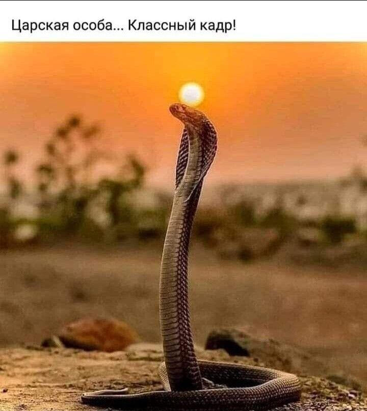 Царская особа Классный кадр