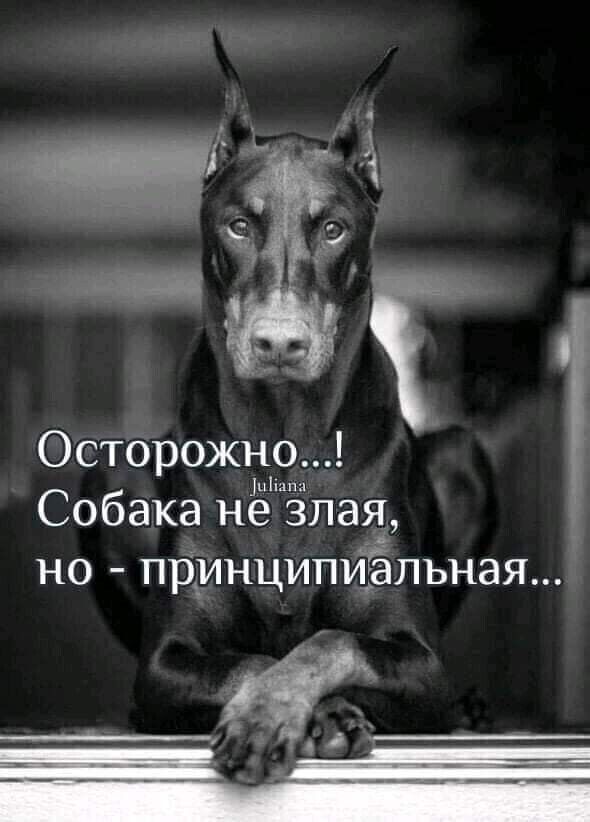 Осторожно м Собака не злая но принципигльная