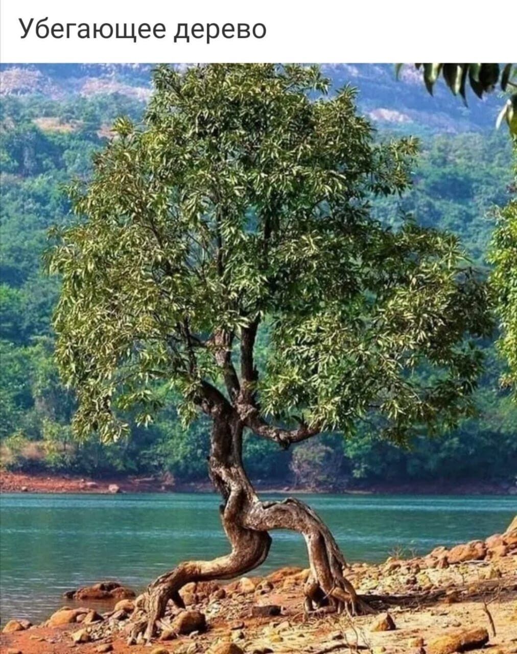 Убегающее дерево