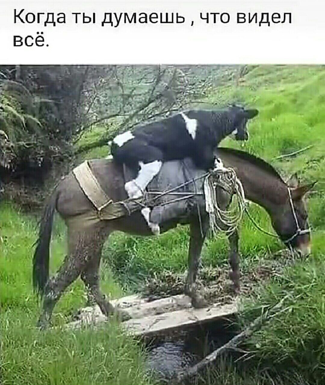 Когда ты думаешь что видел