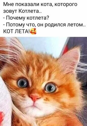 Мне показали кота которого зовут Котлета Почему котлета Потому что он родился летом КОТ ЛЕТА