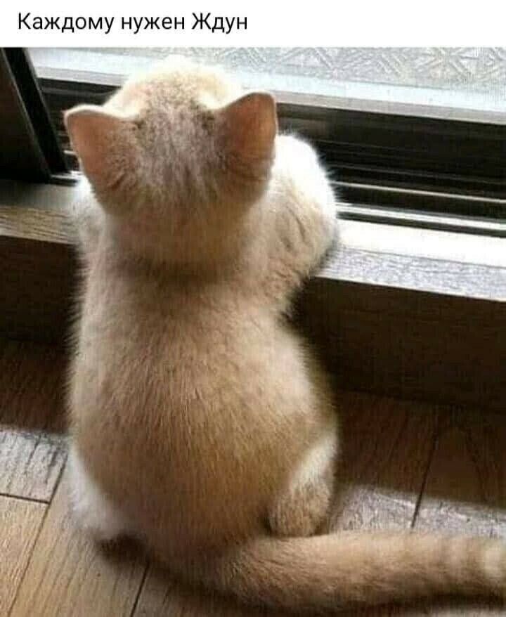 Каждому нужен Ждун