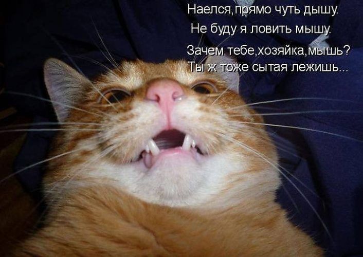 Наепсядйчмо чуть дышу Не буду я ловить мыш Зач тебехозяйка 1ь СЫТЗЯ лежишь