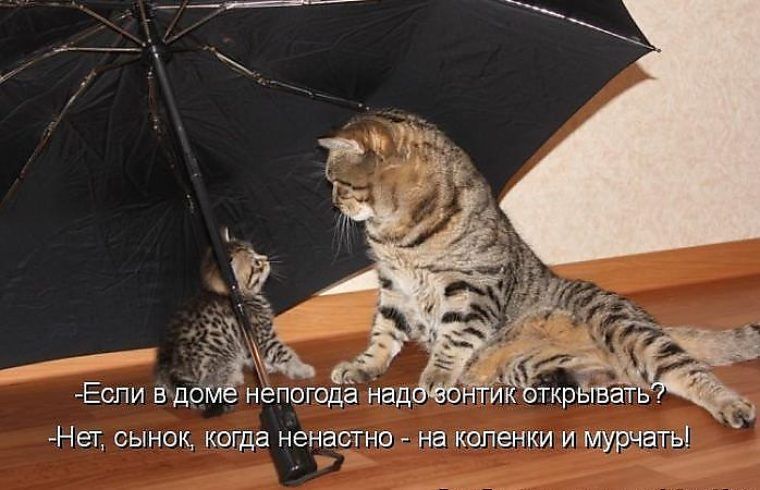 Нег СЫНОК КОГДЭ НЭНЭСТНО На КОПЗНКИ И МУРЧЭТЫ