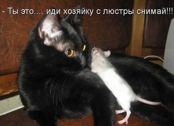 И хозяйку с люстры снимай!!! « и