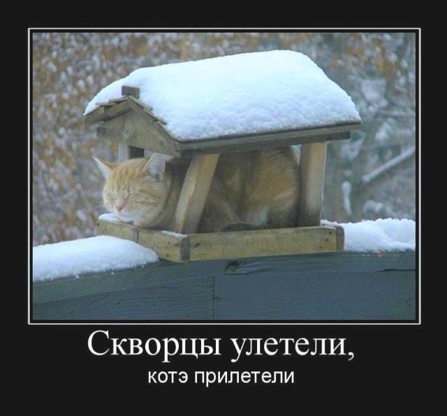 Скворцы улетели КОТЭ ПРИПЭТЕПИ