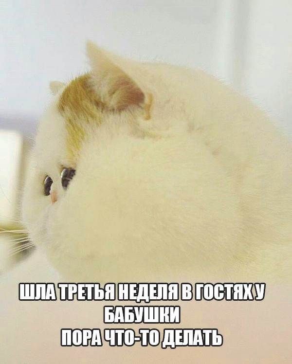 ШШШВШ ШЁТШЪ
