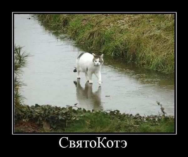 СвятоКотэ