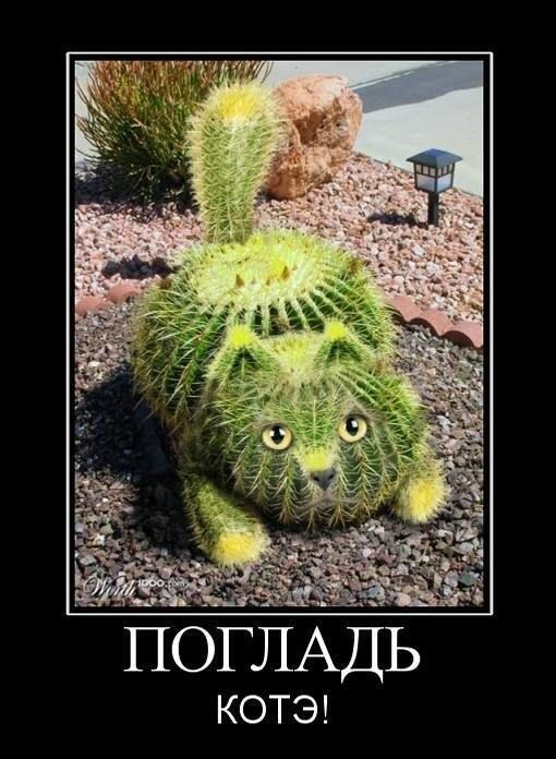 ПОГЛАДЬ КОТЭ