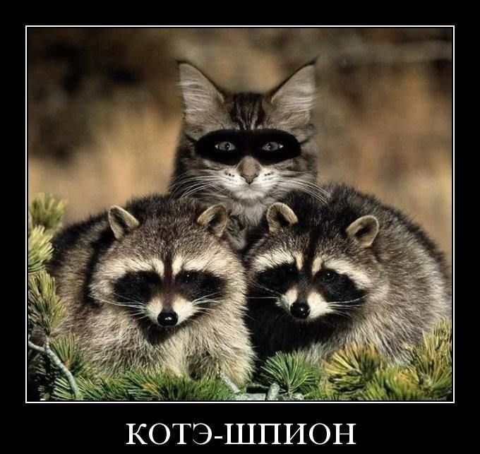 Котэшпион