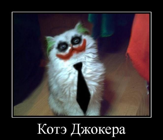 Котэ Джокера