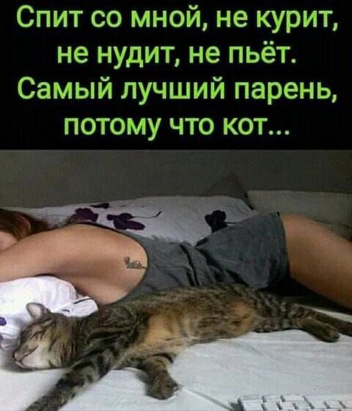 Спит со мной не курит не нудит не пьёт Самый лучший парень потому что кот