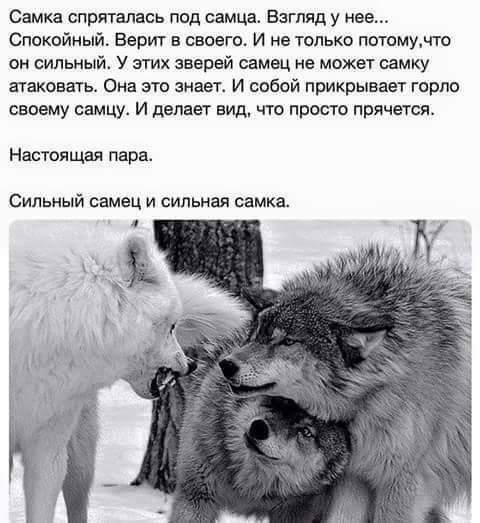 Самка спряталась под самца Взгляд у нее Спокпйный Верит в своего и не только пптомумш си оильный У ггих зверей самец не может самку атаковать Она это знает и собпй прикрывает горло своему самцу И делает вид что просто прячется Нвсгоящая пара Сильный самец и сильная самка