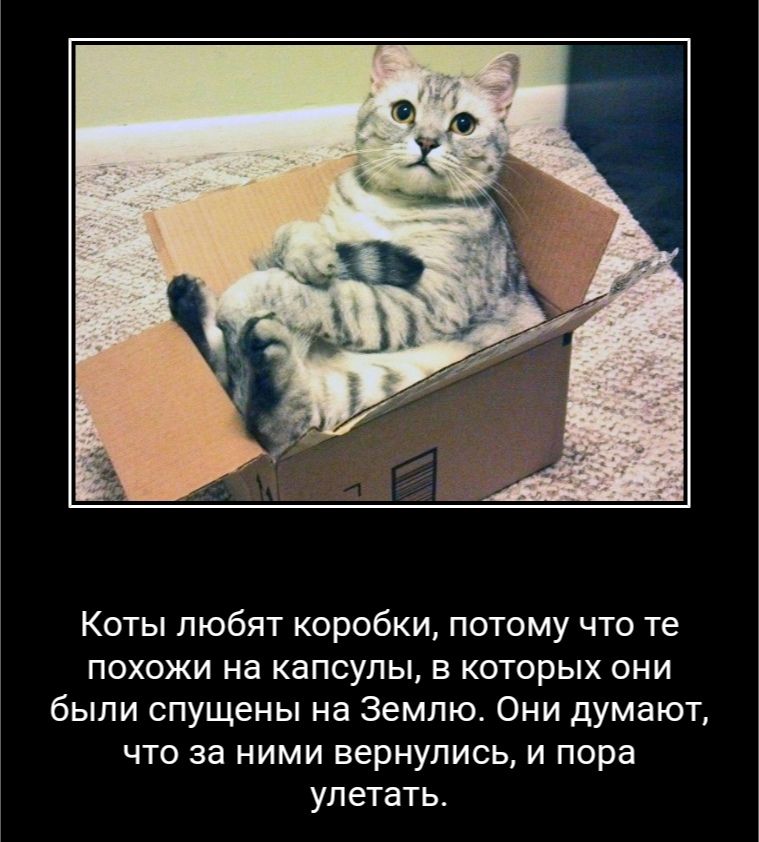 Коты любят коробки потому что те похожи на капсулы в которых они были спущены на Землю Они думают что за ними вернулись и пора улетать