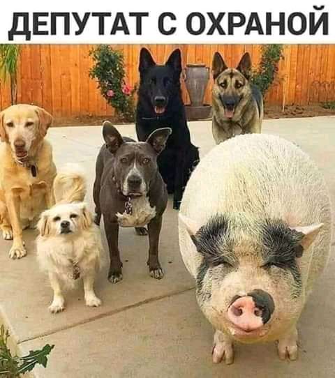 дЕПУТАТ спохрдной