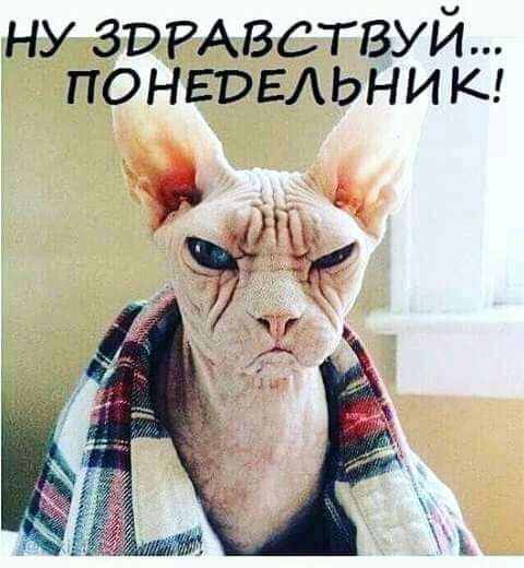 ну ЗБРАВСТВУЙ понедельни к