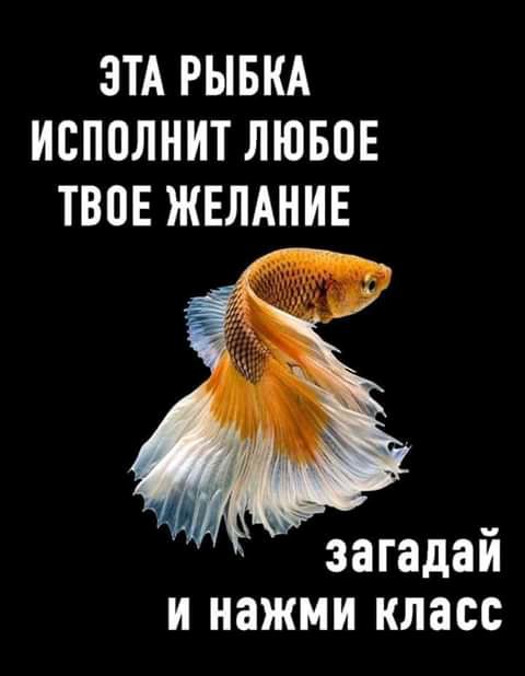 ЗТА РЫБКА ИСПОЛНИТ ЛЮБПЕ ТВОЕ ЖЕЛАНИЕ загадай и нажми класс