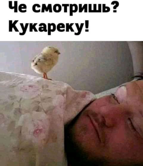 Че смотришь Кукареку