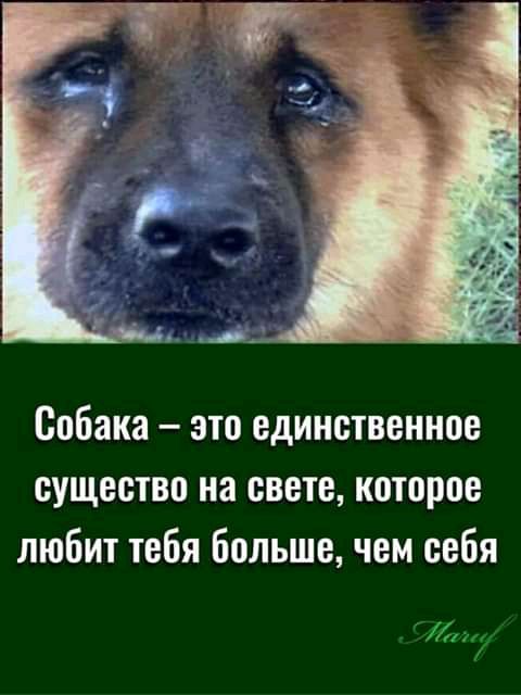 Собака это единственное существо на свете которое любит тебя больше чем себя и