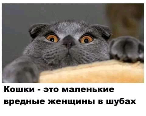 Кошки это маленькие вредные женщины в шубах