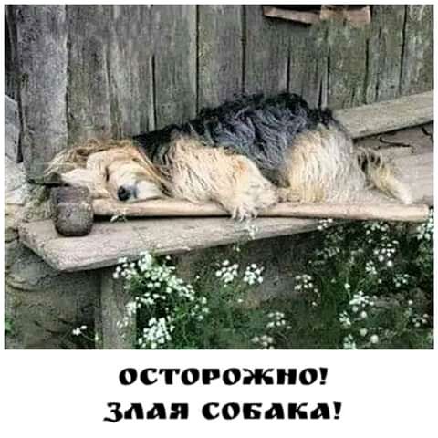 ОСТОРОЖНО злая СОБдКд