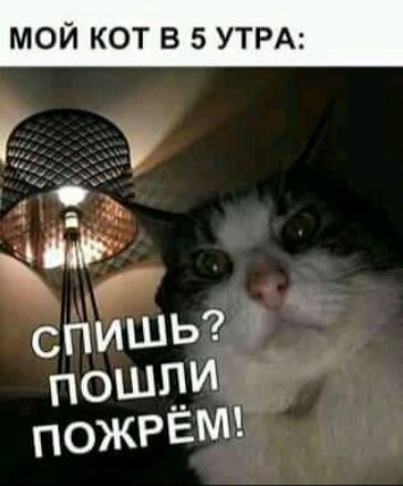 МОЙ КОТ В 5 УТРА _ Ь спишь поШЦИ ПОЖРЁМ