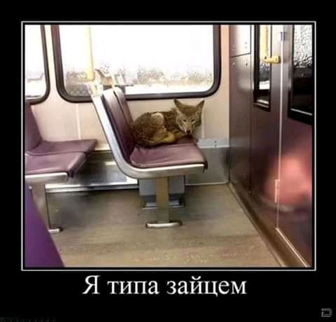 Я типа зайцем