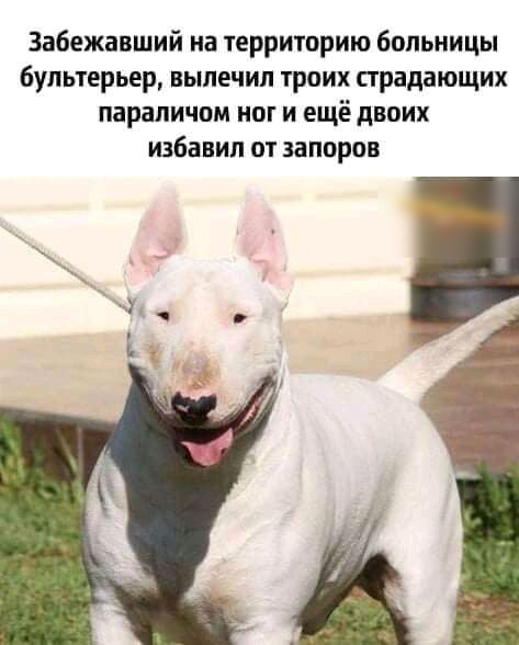 Забежавший на территорию больницы бультерьер вылечил троих страдающих параличом ног и ещё двоих избавил от запоров
