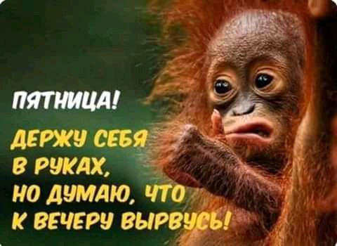 но думдю к вечеру вираж