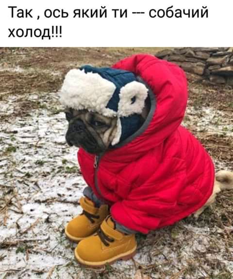 Так ось який ти собачий