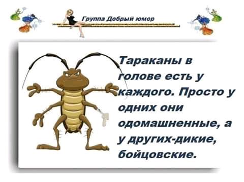 от и Тараканы в лове есть у кантат Прост у одних они одомашненные а у других дикие Бойцовские
